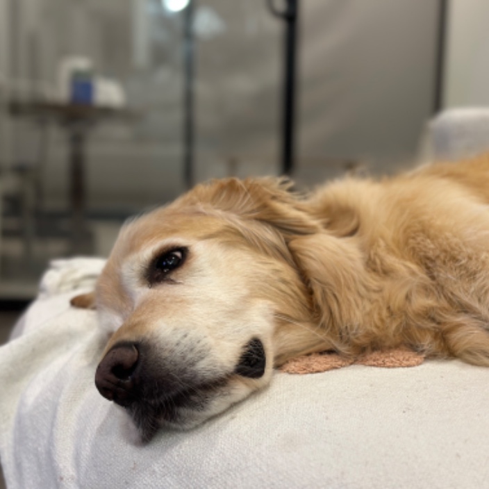 joberdoze.eth Ethereum Name Service (ENS and .eth domain) PFP